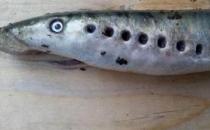 僵尸魚現(xiàn)英國河道，學(xué)名七鰓鰻