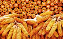 吃玉米也可以減肥 玉米減肥食譜有哪些？