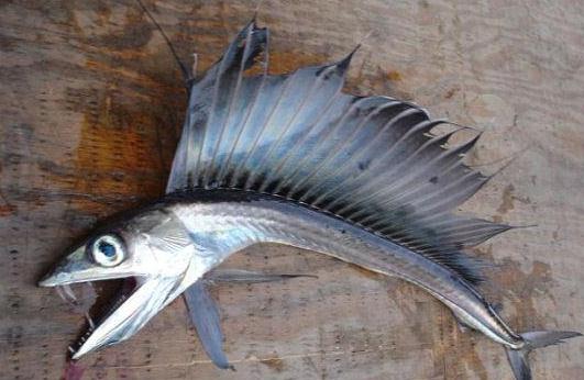 美國海灘驚現(xiàn)恐怖怪魚，滿嘴獠牙會(huì)吃人