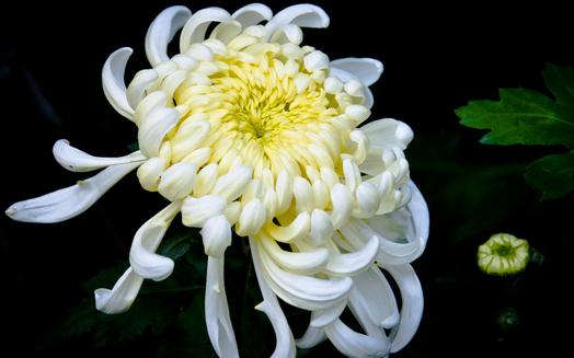 菊花怎么養(yǎng)？菊花的養(yǎng)護(hù)方法