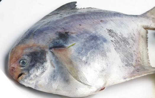 吃鯧魚(yú)降低膽固醇預(yù)防癌癥