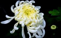 菊花怎么養(yǎng)？菊花的養(yǎng)護(hù)方法