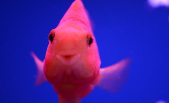 鸚鵡魚怎么養(yǎng)？鸚鵡魚常見病有哪些？