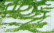 爬山虎怎么養(yǎng)？爬山虎對家居環(huán)境的作用