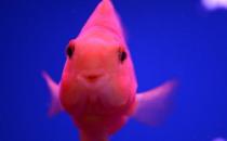 鸚鵡魚怎么養(yǎng)？鸚鵡魚常見病有哪些？