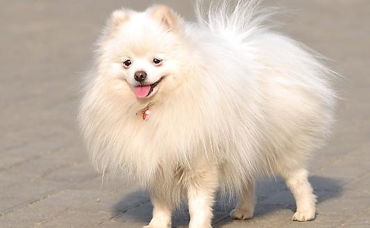 愛斯基摩犬多少錢一條？