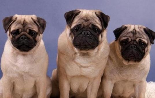 八哥犬多少錢(qián)一條？八哥犬如何喂養(yǎng)