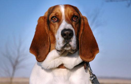 巴吉度犬如何喂養(yǎng)？巴吉度犬是什么？