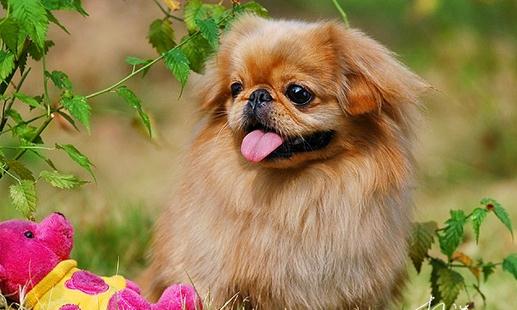 北京犬怎么喂養(yǎng)？京巴犬多少錢一只？