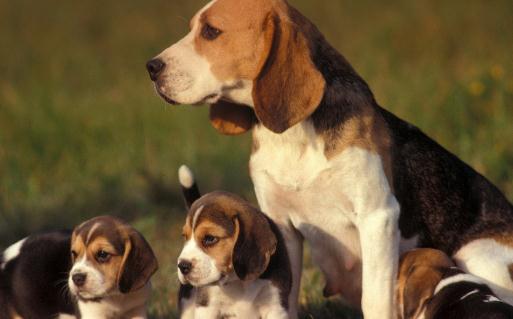 比格犬多少錢一只？比格犬如何喂養(yǎng)？