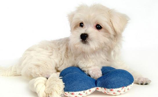 比熊犬多少錢一只？比熊犬如何喂養(yǎng)？