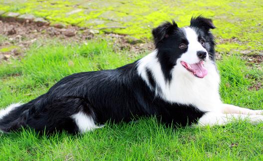 邊境牧羊犬怎樣訓(xùn)練？邊境牧羊犬多少錢？