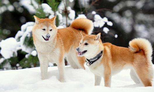 柴犬多少錢一只？柴犬如何喂養(yǎng)？