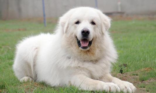 大白熊犬如何喂養(yǎng)？大白熊犬怎樣訓(xùn)練？