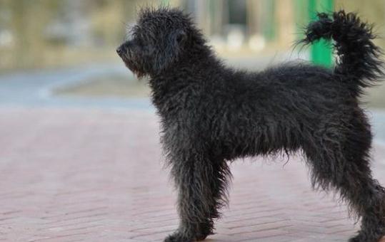 波利犬如何喂養(yǎng)？波利犬多少錢一只？
