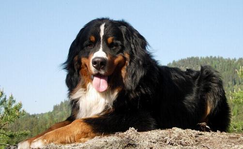 伯恩山犬如何喂養(yǎng)？伯恩山犬怎樣訓(xùn)練？
