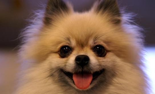 博美狗狗多少錢一條？博美犬怎么訓練？