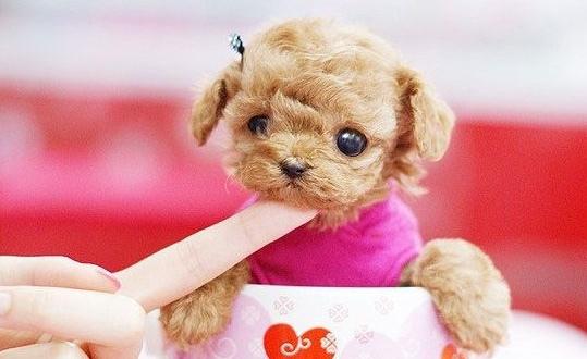 茶杯犬是什么？茶杯犬多少錢一條？