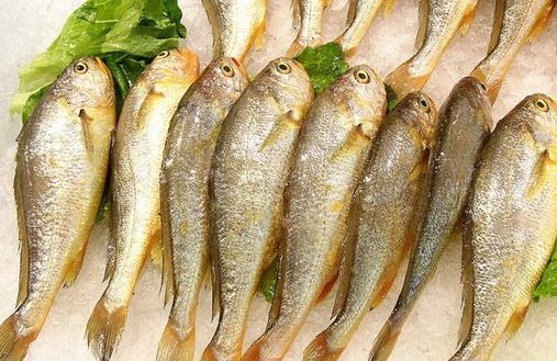 冬季吃哪種魚好？盤點(diǎn)最適合冬季進(jìn)補(bǔ)的9種魚