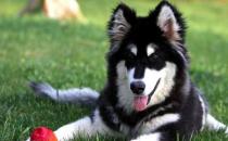 阿拉斯加犬多少錢一只？