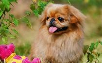 北京犬怎么喂養(yǎng)？京巴犬多少錢一只？