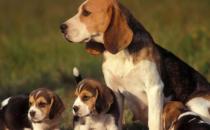 比格犬多少錢一只？比格犬如何喂養(yǎng)？