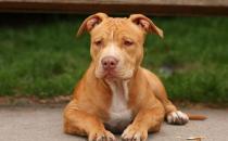 比特犬多少錢一只？比特犬是什么狗？