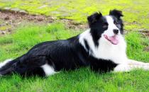 邊境牧羊犬怎樣訓練？邊境牧羊犬多少錢？