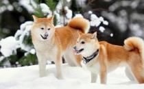 柴犬多少錢一只？柴犬如何喂養(yǎng)？