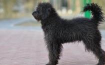 波利犬如何喂養(yǎng)？波利犬多少錢一只？
