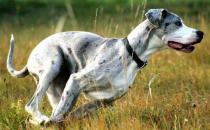 大丹犬多少錢一只？大丹犬怎么喂養(yǎng)？