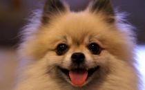 博美狗狗多少錢一條？博美犬怎么訓(xùn)練？