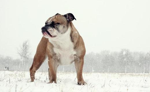英國斗牛犬怎么訓練？英國斗牛犬怎么養(yǎng)？