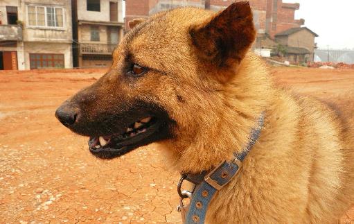 中華田園犬是什么狗？中華田園犬怎樣訓(xùn)練？