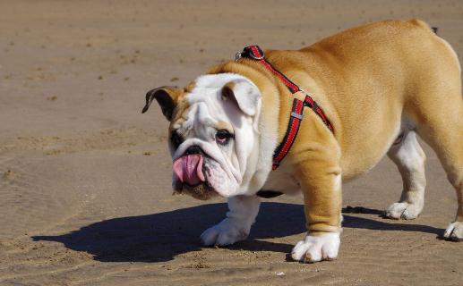 斗牛犬如何喂養(yǎng)？斗牛犬怎么訓(xùn)練？