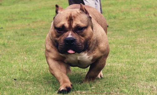 惡霸犬是怎樣的？惡霸犬怎樣喂養(yǎng)？