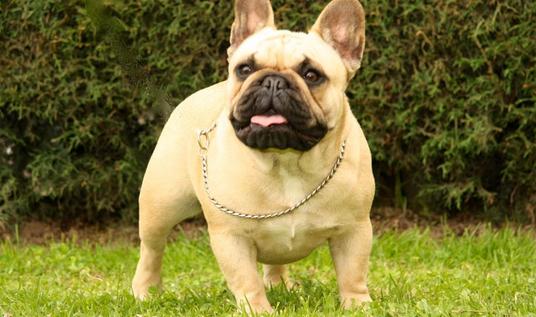 法國(guó)斗牛犬怎么養(yǎng)？法國(guó)斗牛犬怎么訓(xùn)練？