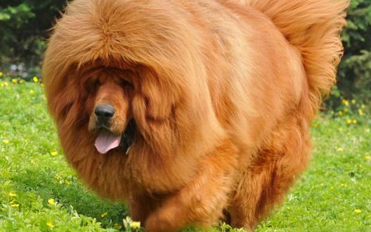 高加索犬是什么品種？高加索犬怎么養(yǎng)？