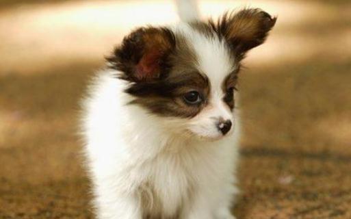 蝴蝶犬多少錢能買到？蝴蝶犬怎么訓(xùn)練？