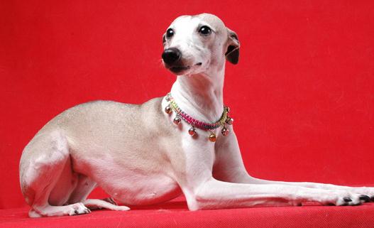 惠比特犬是什么？惠比特犬怎么養(yǎng)？