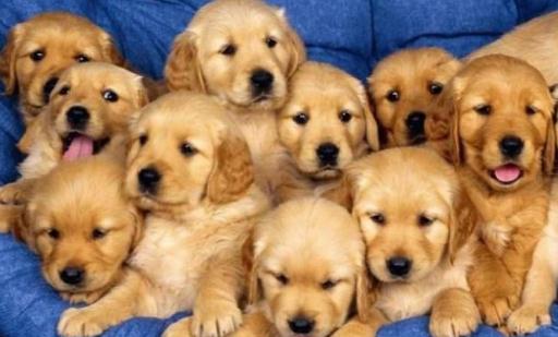金毛多少錢(qián)一條？金毛犬如何喂養(yǎng)？