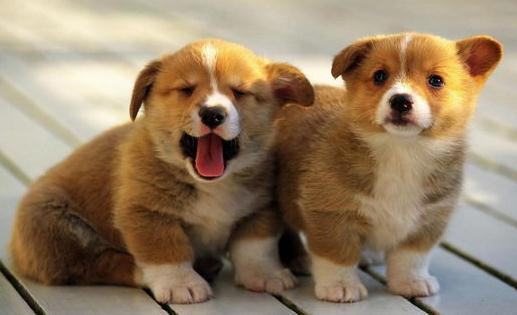 柯基犬如何喂養(yǎng)？柯基犬怎樣訓(xùn)練？