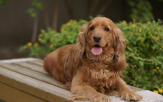 可卡犬多少錢一條？可卡犬怎么訓(xùn)練？