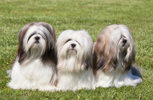 拉薩犬是什么？拉薩犬多少錢能買？
