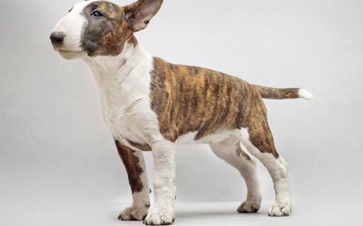 牛頭梗犬是怎樣的？牛頭梗犬怎么訓練？