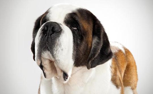 圣伯納犬如何訓(xùn)練？圣伯納犬怎么養(yǎng)？