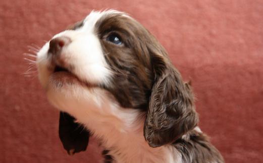 史賓格犬如何喂養(yǎng)？史賓格犬的簡介