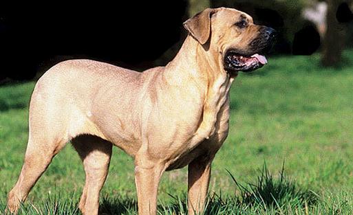 土佐犬是什么狗？土佐犬怎么養(yǎng)？