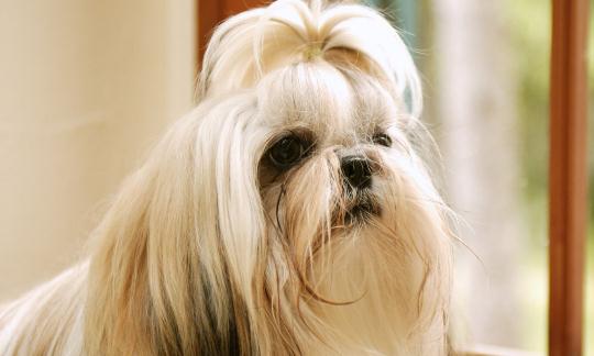 西施犬如何喂養(yǎng)？西施犬多少錢？