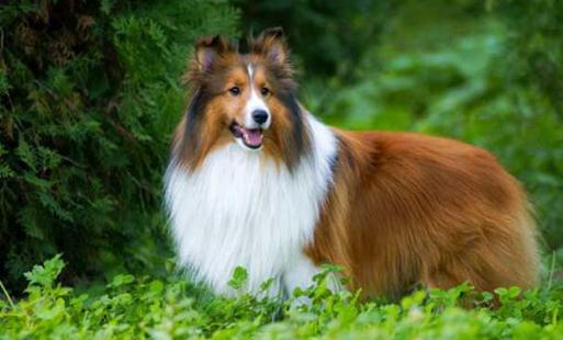 喜樂蒂牧羊犬怎樣訓(xùn)練？喜樂蒂牧羊犬的簡介